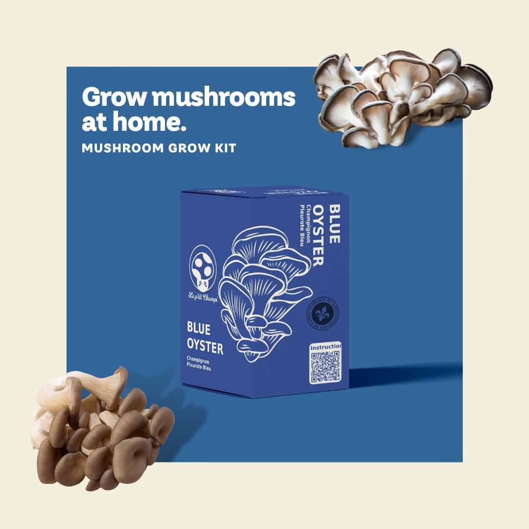 Kit de champignons pleurotes bleus