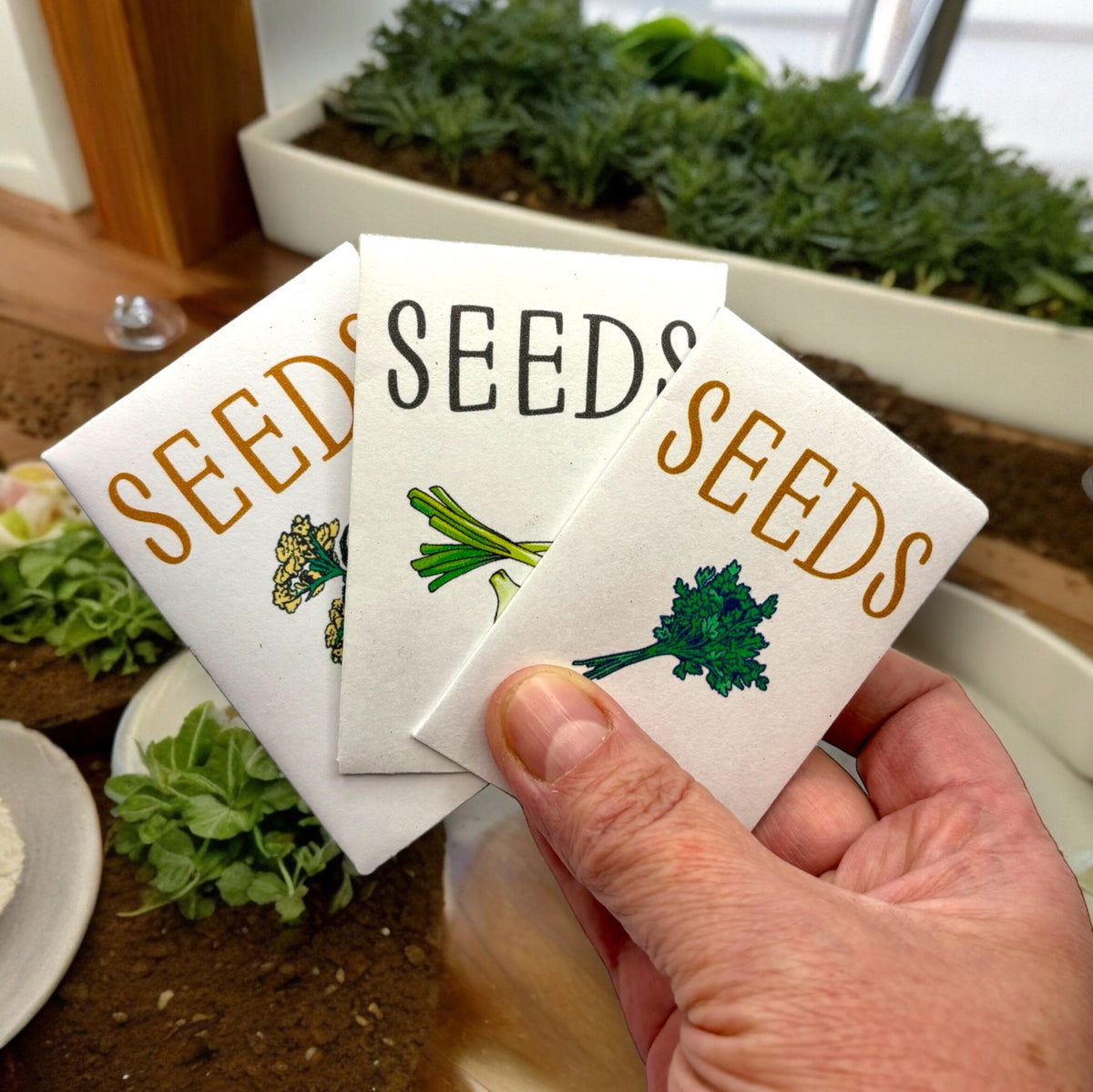 Indoor Herb Garden Starter Kit - Spring Planting - Parsley, Chives & Dill Seeds