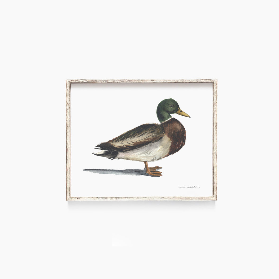 Mallard (print only)
