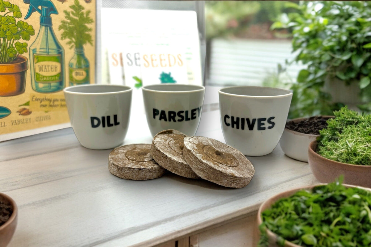 Indoor Herb Garden Starter Kit - Spring Planting - Parsley, Chives & Dill Seeds